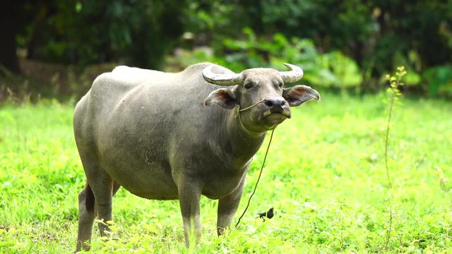 Buffalo in Thailand. Buffaloes eating grass in the green field