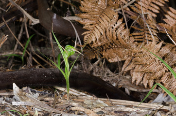 A greenhood, pterostylis, orchid blooming on the forest floor with dead fern leaves in the...
