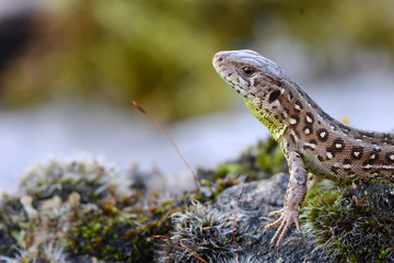 Zauneidechse