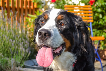 Berner Sennenhund