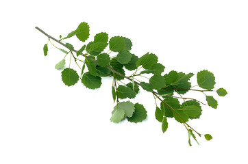 Aspen tree branch with green leaves isolated on white background.