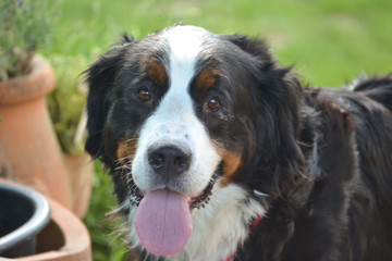 Berner Sennenhund