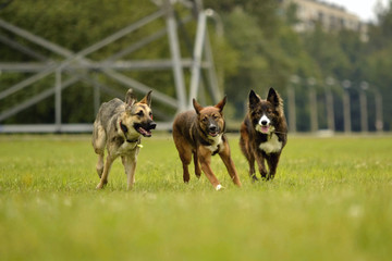 Dogs play with each other. Merry fuss puppies. Aggressive dog. Training of dogs.  Puppies education, cynology, intensive training of young dogs. Young energetic dog on a walk. 