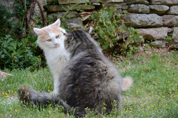 Obraz premium Kenn ich dich? Katzen im Garten