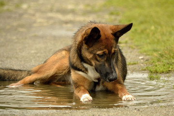 Sunstroke, health of pets in the summer. How to protect your dog from overheating.Training of dogs.  Puppies education, cynology, intensive training of young dogs. Young energetic dog on a walk. 