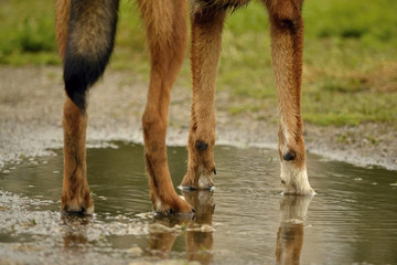 Sunstroke, health of pets in the summer. How to protect your dog from overheating.Training of dogs....