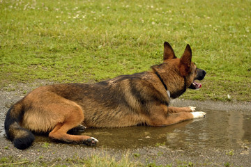 Sunstroke, health of pets in the summer. How to protect your dog from overheating.Training of dogs.  Puppies education, cynology, intensive training of young dogs. Young energetic dog on a walk. 