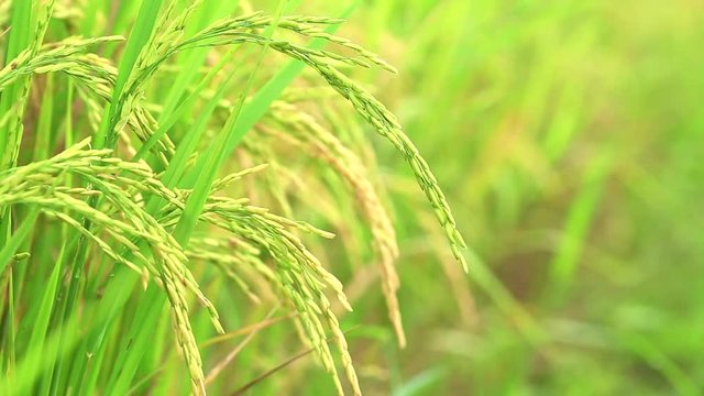 Macro young green paddy rice in farm