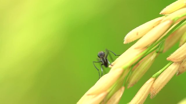 Macro young green paddy rice in farm