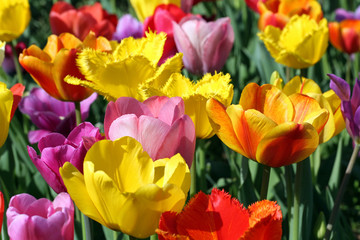 Tulpen