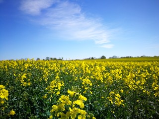 Rapeseed field and blue sky