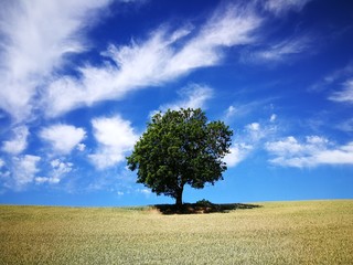 Lonely tree on hill