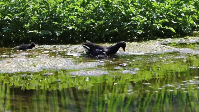 Gallinule poule d'eau et ses petits
