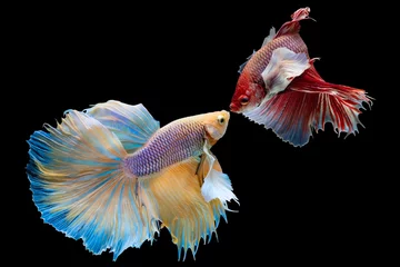 Foto op Plexiglas The moving moment beautiful of yellow and red half moon siamese betta fish or dumbo betta splendens fighting fish in thailand on black background. Thailand called Pla-kad or big ear fish. © Soonthorn