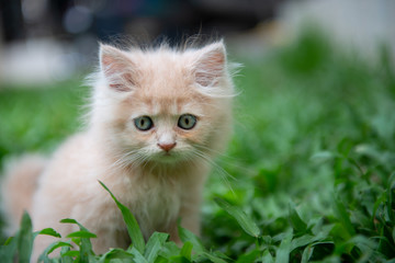 Naklejka na ściany i meble Cute little blue eyes cat lying in the grass