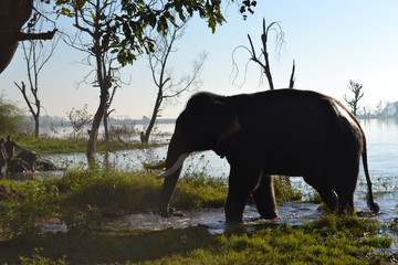 Fototapeta na wymiar Silhoete of an elephant