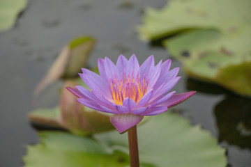 Beautiful colorful water lily flower with Yellow Pollen on white background .