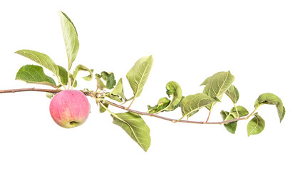 branch with ripe apples and green leaves. Isolated on white background