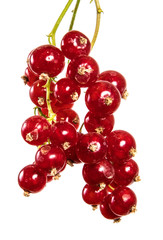 ripe bunch of red currant. Isolated on white background