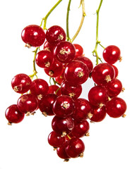 ripe bunch of red currant. Isolated on white background