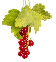 ripe bunch of red currant. Isolated on white background