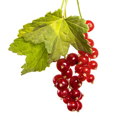 ripe bunch of red currant. Isolated on white background