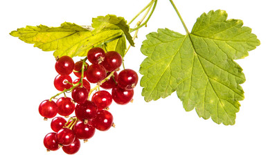 ripe bunch of red currant. Isolated on white background