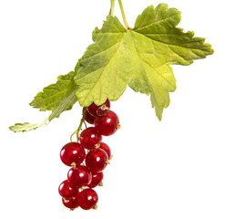 ripe bunch of red currant. Isolated on white background
