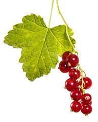 ripe bunch of red currant. Isolated on white background