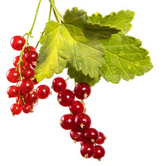 ripe bunch of red currant. Isolated on white background