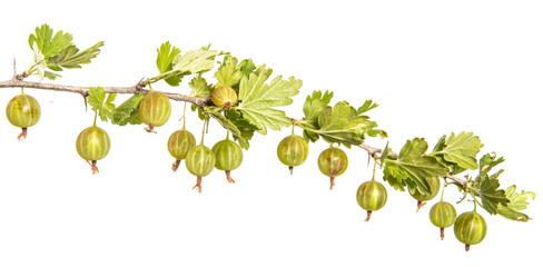 branch of ripe gooseberry. isolated on white background