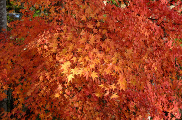 紅葉