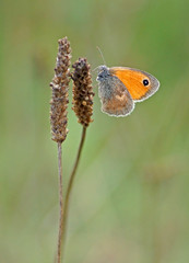 small heath