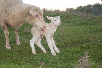 Obraz premium Instinto maternal