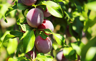 Plum spread or Cherry plum or cherry plum (Latin Prunus cerasífera), a good harvest. Harvest. Selective focus, side view, space for copy.