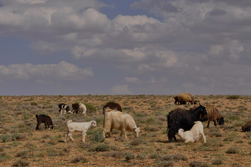 Livestock in Zagros mountains Iran