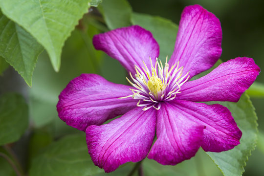 Fototapeta Close-up of big beautiful bright purple fully blooming flower lit by sun on blurred green summer background. Beauty and tenderness of nature concept.