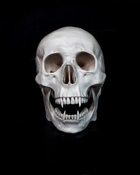 Dead vampire. Human skull with vampire fangs