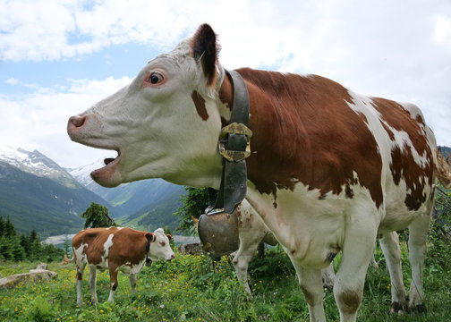 Kuh in den Alpen ruft muh, Weitwinkelfoto aus der Froschperspektive mit Bergen im Hintergrund