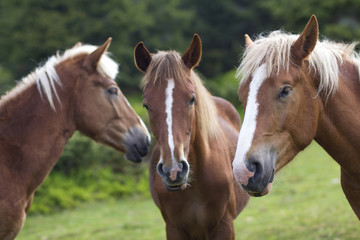 Funny horse conference in sunny meadow. Close shot of three chestnut horses with white stripes and...