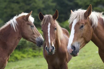 Schilderijen op glas Funny horse conference in sunny meadow. Close shot of three chestnut horses with white stripes and long mane heads close together on blurred green trees background. Intelligence and loyalty concept. © bilanol