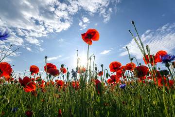 Fototapeta premium Fantastic view of wonderful poppy field in late may. Gorgeously blooming lit by summer sun red wild flowers against bright blue sky with puffy white clouds. Beauty and tenderness of nature concept.