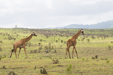 Naklejka na ściany i meble Giraffes in Serengeti