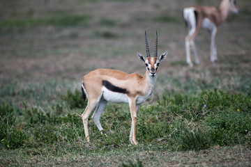 Naklejka na ściany i meble Young male impala in Serengeti