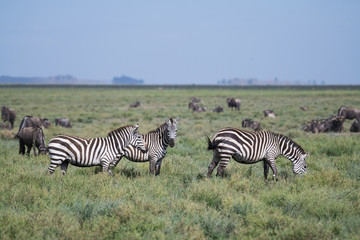 Fototapeta na wymiar Zebras in green grass land of Serengeti