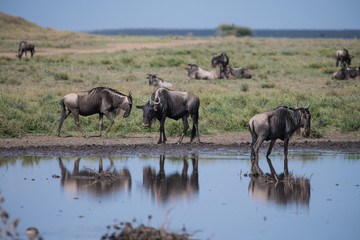 Fototapeta na wymiar Gnu antelopes near the pond in Tanzania