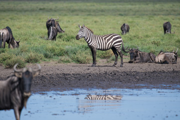 Fototapeta na wymiar Zebra with dirty legs after walking in the pond standing among gnu antelopes