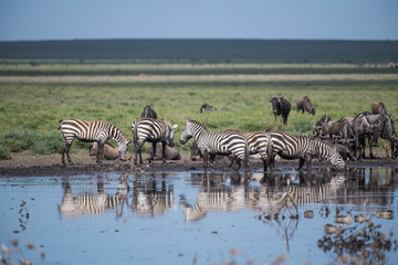 Fototapeta na wymiar Herd of zebras near the pond