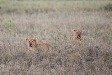 Fototapeta na wymiar Baby lions sitting on the grass