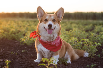 funny portrait of cute corgi dog outdoors in summer fields